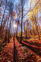 Autumn landscape in (seven lakes) Yedigoller National Park Bolu, Turkey