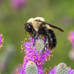 Bombus griseocollis, brown belted bumble bee