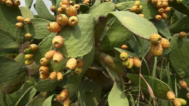 Close up pullback reveal, large Prickly Pear Opuntia cactus with fruit