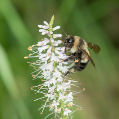 Bombus affinis, rusty patched bumble bee © Heather Holm