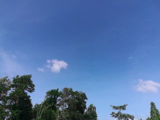  Sky and tree background