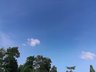  Sky and tree background