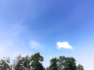  Sky and tree background