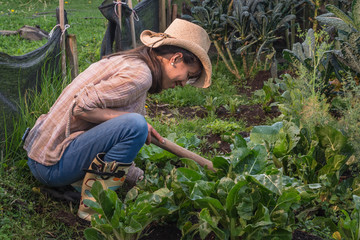 Naklejka na ściany i meble young latin woman farmer with hat and denim crouching cleaning the garden soil surrounded by green vegetables