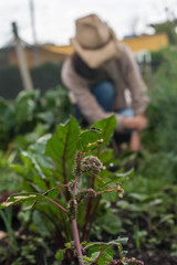 Close-up of plant in an orchard with blurred female farmer with hat in the background