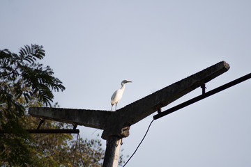 Heron on the road light 