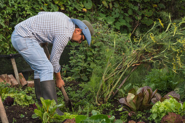 young latin man farmer crouching cleaning the garden soil surrounded by green vegetables