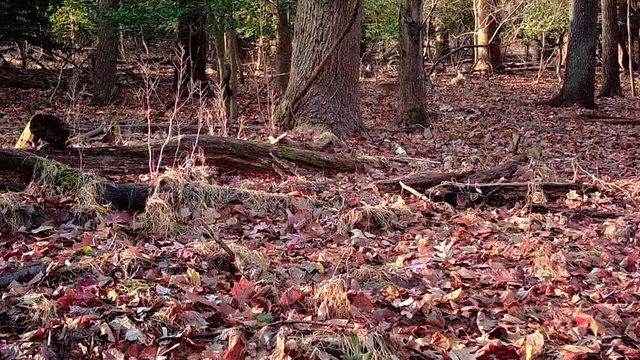 gray squirrels chasing each other in forest