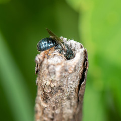 Ceratina, small carpenter bee nest in sumac stem © Heather Holm