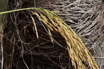 rice seed before harvest time.