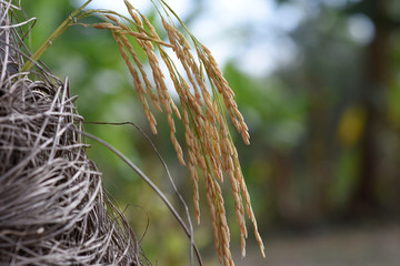 rice seed before harvest time.