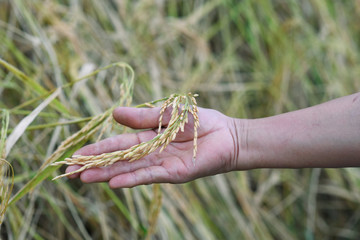 rice seed before harvest time.