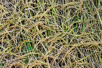 rice seed before harvest time.