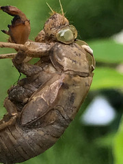 Cicada Shell