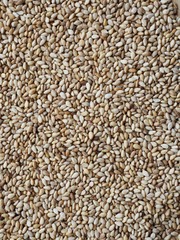 한국의 신선한 유기농 참깨 