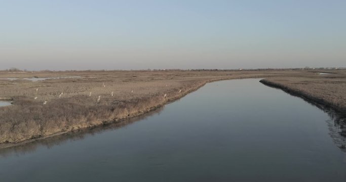 Aironi a Lio Piccolo, laguna vicino a Venezia