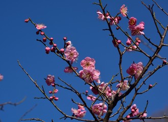 早春の梅の花が咲く