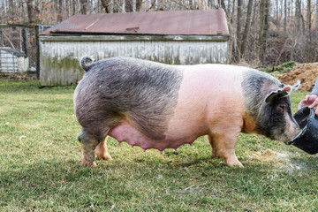 old pig sow gilt standing cross