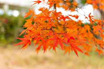 Autumn leaf colors of maple trees in Japan