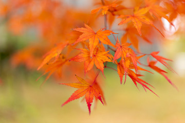 Naklejka na ściany i meble Autumn leaf colors of maple trees in Japan