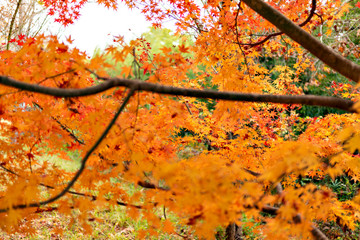 Autumn leaf colors of maple trees in Japan