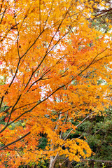 Autumn leaf colors of maple trees in Japan