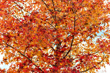 Autumn leaf colors of maple trees in Japan