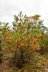 Fototapeta na wymiar Half green and half brown pine tree leaves in the mountain in Japan in autumn