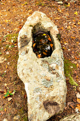 Hand basin at a small shrine in the mountain in Japan