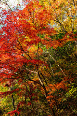 Autumn leaf colors of maple trees in Japan