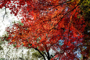 Autumn leaf colors of maple trees in Japan