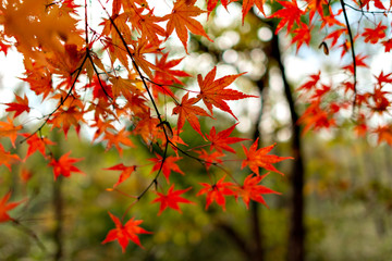 Autumn leaf colors of maple trees in Japan