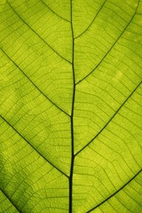 Glow see through green leaf structure texture background