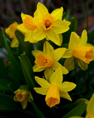 Yellow Daffodils