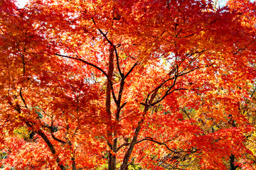 Autumn leaf colors of maple trees in Japan