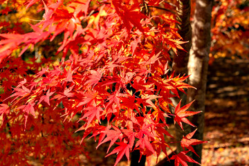 Autumn leaf colors of maple trees in Japan