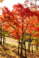 Fototapeta na wymiar Autumn leaf colors of maple trees in Japan