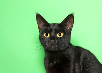 Portrait of an adorable black tabby kitten looking to viewers right. Green background with copy space.