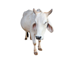 cow isolated on white background