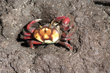 Caranguejo