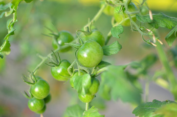 A bunch of immature cherry tomatoes