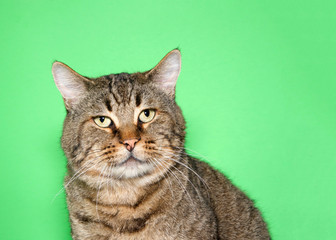 Portrait of a chubby gray and brown tabby cat looking at viewer. Green background with copy space.