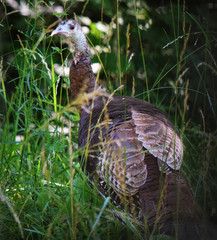 Wild Turkey
