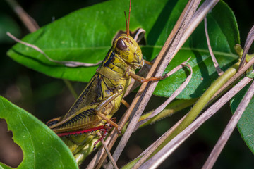 A large green and black grasshopper clings to a leafy green plant.