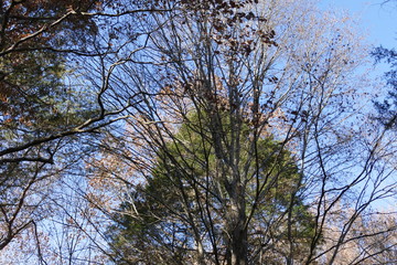fall, trees in front of trees