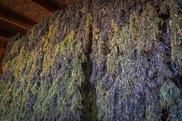 Marijuana plants being dried and harvested on a farm in  Southern Oregon.