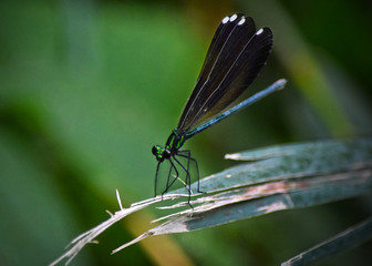 Damselfly on Broken Grass Blade