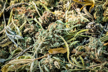 Marijuana plants being dried and harvested on a farm in  Southern Oregon.