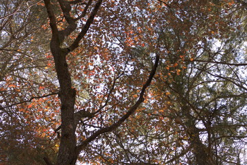 bright November trees