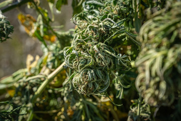 Marijuana plants being dried and harvested on a farm in  Southern Oregon.